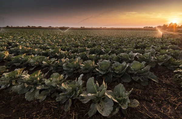 Sistema Irrigação Para Regar Campo Repolho — Fotografia de Stock