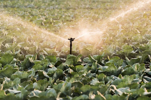 キャベツ畑の水まきのための灌漑システム — ストック写真