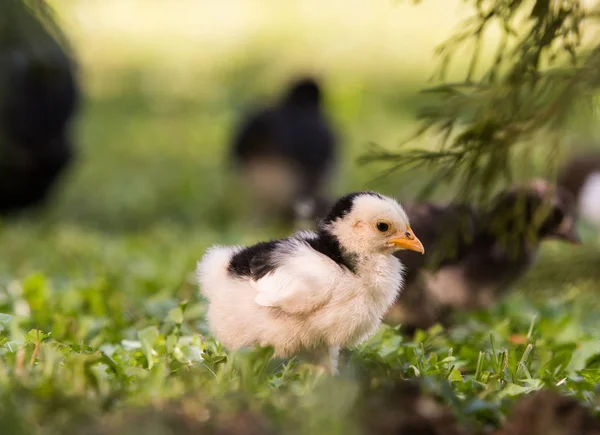 Маленький Цыпленок Заднем Дворе — стоковое фото
