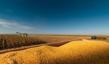 Buğday alanları birleştirmek ile hasat