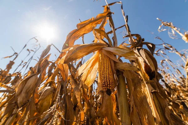 Reifer Mais Auf Dem Halm Auf Den Feldern Vor Der — Stockfoto