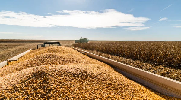 Harvesting Corn Fields Combine — Stock Photo, Image