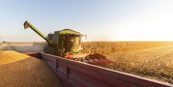 収穫後にトラクタートレーラーにトウモロコシの穀物を注ぎ — ストック写真