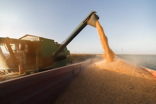 Verter Grano Maíz Remolque Tractor Después Cosecha — Foto de Stock