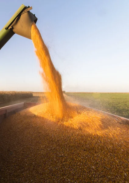 Menuangkan Biji Jagung Trailer Traktor Setelah Panen — Stok Foto