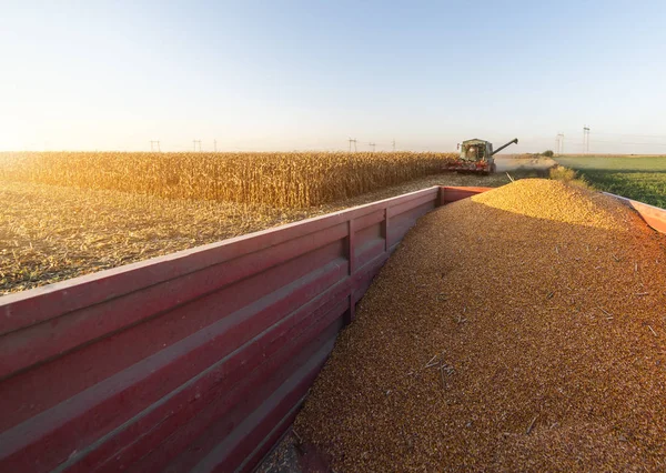 Verter Grano Maíz Remolque Tractor Después Cosecha —  Fotos de Stock