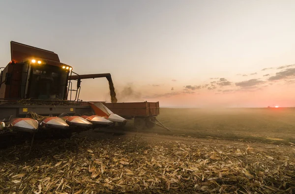 Verser Grain Maïs Dans Remorque Tracteur Après Récolte Champ — Photo