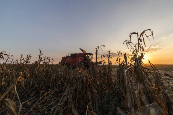 Cosecha Campos Maíz Con Combine —  Fotos de Stock