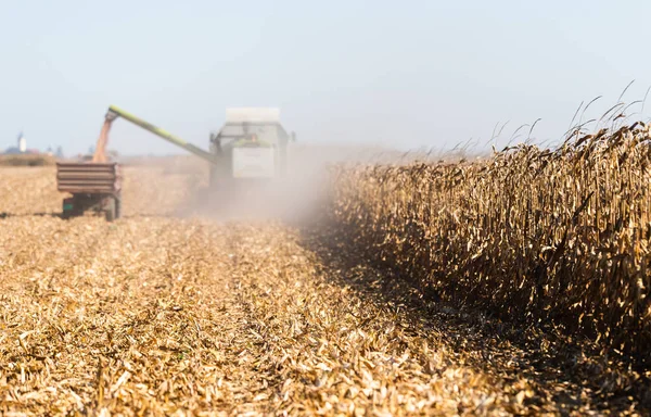 Raccolta Campi Mais Con Mietitrebbia — Foto Stock