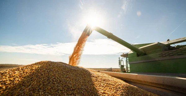 Verter Grano Maíz Remolque Tractor Después Cosecha Campo — Foto de Stock