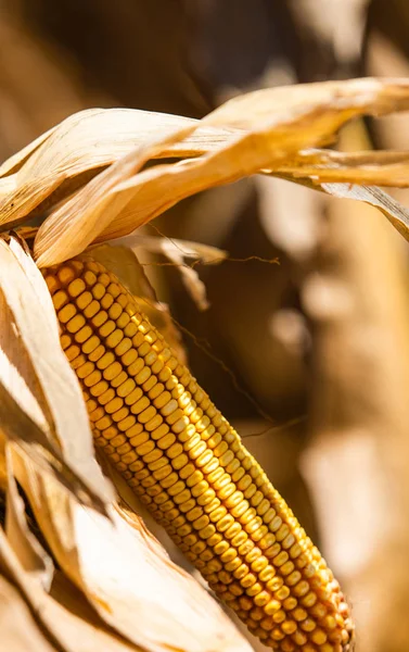 Érett Kukorica Szár Területeken Betakarítás Előtt — Stock Fotó