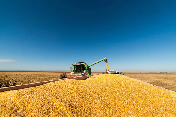 Pouring Corn Grain Tractor Trailer Harvest Field — Stock Photo, Image