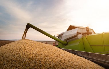 Soya fasulyesi tahıl hasat Field'da sonra traktör römork dökme 