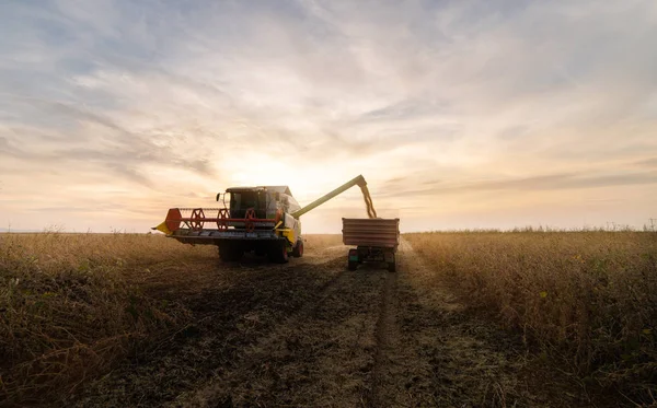 Soya Fasulyesi Tahıl Hasat Field Sonra Traktör Römork Dökme — Stok fotoğraf