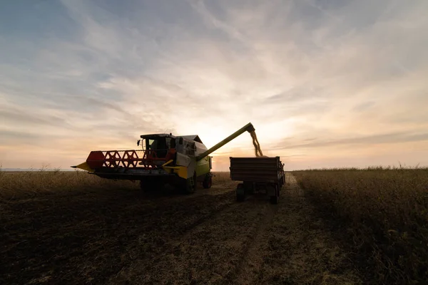 Szója Bab Szemes Özönlenek Traktor Pótkocsi Mező Szüretelés Után — Stock Fotó