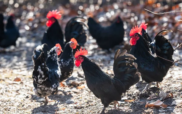 一群母鸡 鸡和公鸡在院子里自由地漫步 — 图库照片