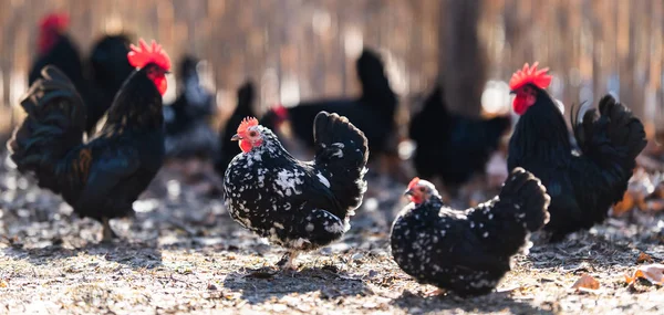 一群母鸡 鸡和公鸡在院子里自由地漫步 — 图库照片