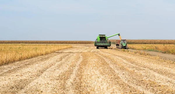 Verter Grano Soja Remolque Del Tractor Después Cosecha Campo — Foto de Stock