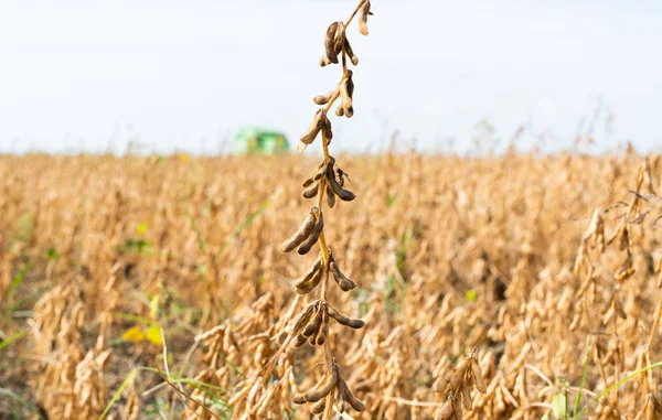 Soybean Plantation Sunny Day — Stock Photo, Image