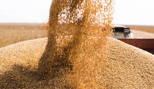 Verter Grano Soja Remolque Del Tractor Después Cosecha Campo —  Fotos de Stock