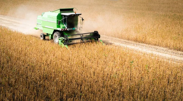 Innhøsting Soyafelt Med Kombinasjon – stockfoto