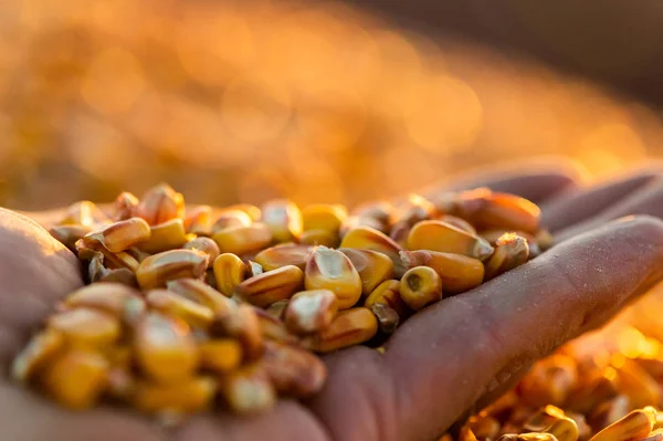 Agricultor Sosteniendo Granos Maíz Maduros Sus Manos Atardecer Después Cosecha —  Fotos de Stock