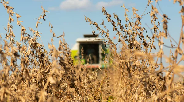 組み合わせると大豆畑の収穫 — ストック写真