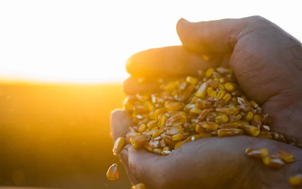 Αγρότης Που Κρατάει Ώριμο Καλαμπόκι Σπόροι Στα Χέρια Του Ηλιοβασίλεμα — Φωτογραφία Αρχείου