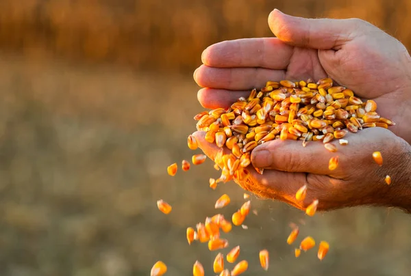 收获后日落时 农民手里拿着成熟的玉米谷物 — 图库照片