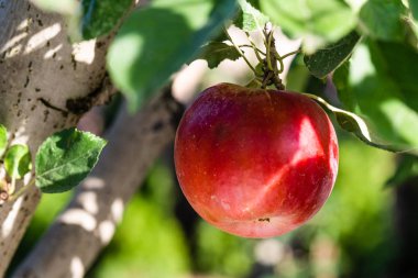 Rippe apples in the orchard ready for harvests clipart