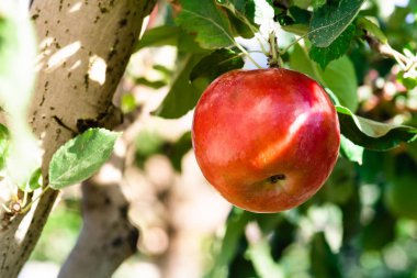 Rippe elma meyve hasat için hazır
