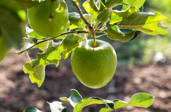 Rippe green apples in the orchard ready for harvests — Stock Photo, Image