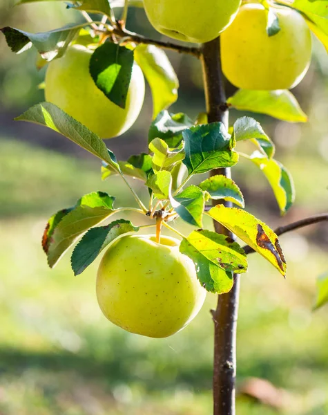 Rippe green apples in the orchard ready for harvests — Stock Photo, Image