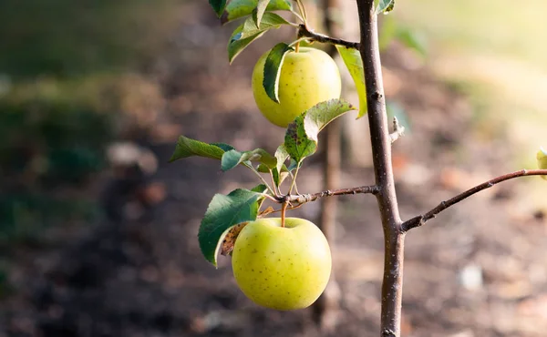 Rippe green apples in the orchard ready for harvests — Stock Photo, Image