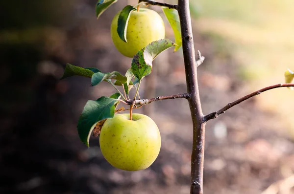 Rippe green apples in the orchard ready for harvests — Stock Photo, Image