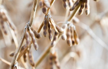 Soya tesisi yakın çekim güneşli gün 
