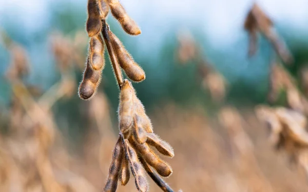 Soybean plant close up at sunny day — Stock Photo, Image