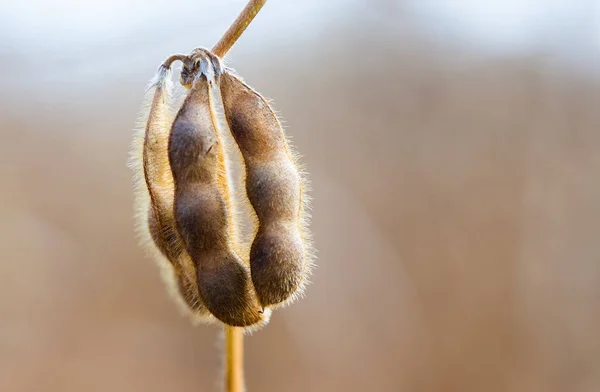 Soybean plant close up at sunny day — Stock Photo, Image