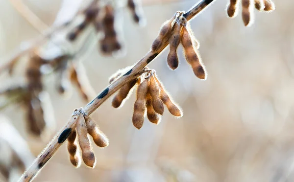 Soybean plant close up at sunny day — Stock Photo, Image