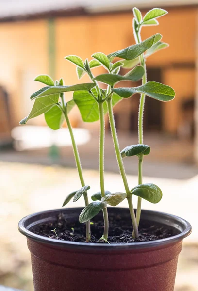 Jeune plante de soja vert dans le pot — Photo