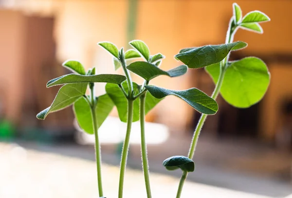 Giovane pianta di soia verde nel vaso — Foto Stock