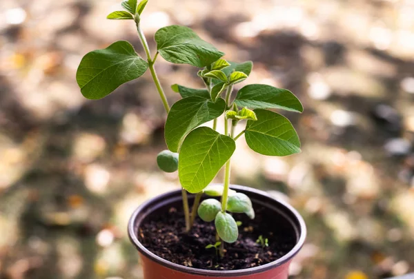 Jeune plante de soja vert dans le pot — Photo