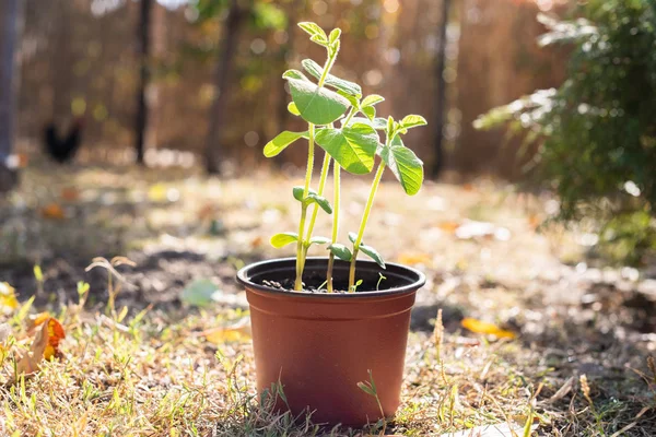 Young green soybean plant in the pot — Stock Photo, Image