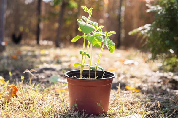 Jeune plante de soja vert dans le pot — Photo