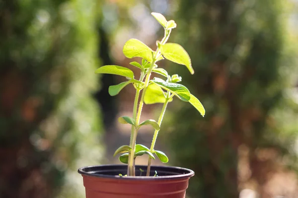 Giovane pianta di soia verde nel vaso — Foto Stock