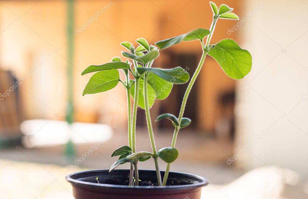 Young green soybean plant in the pot