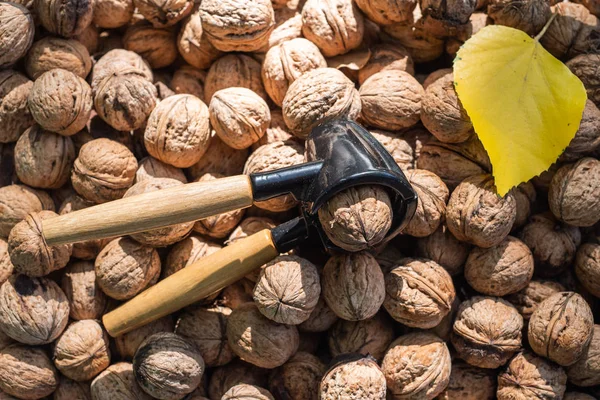 Nötknäpparen och massa valnötter på bord — Stockfoto