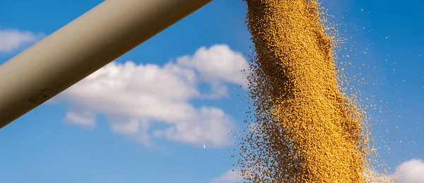 収穫後に大豆粒をトラクタートレーラーに入れる — ストック写真