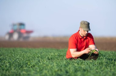 Genç çiftçi incelenirken ekilen buğday alanları 