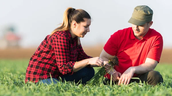 Tinerii fermieri examinează câmpurile de grâu plantate — Fotografie, imagine de stoc